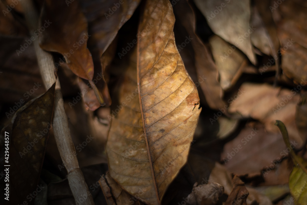 Autumn leaf on the ground, selective focus moody dark dead leaf fall in season in backyard forest garden