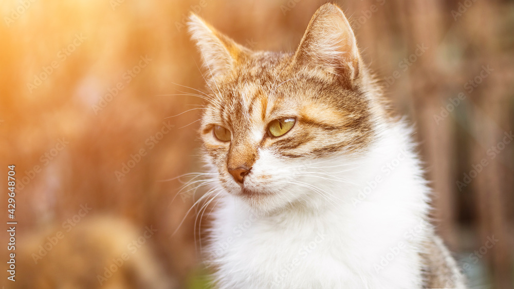 A beautiful homeless cat walks in nature, in the countryside, on the grass. Sunny day, a cat in the shade under a tree. Close-up, blurred bokeh background. A beautiful homeless cat walks in nature, in the countryside, on the grass. Sunny day, a cat in the shade under a tree. Close-up, blurred bokeh background.