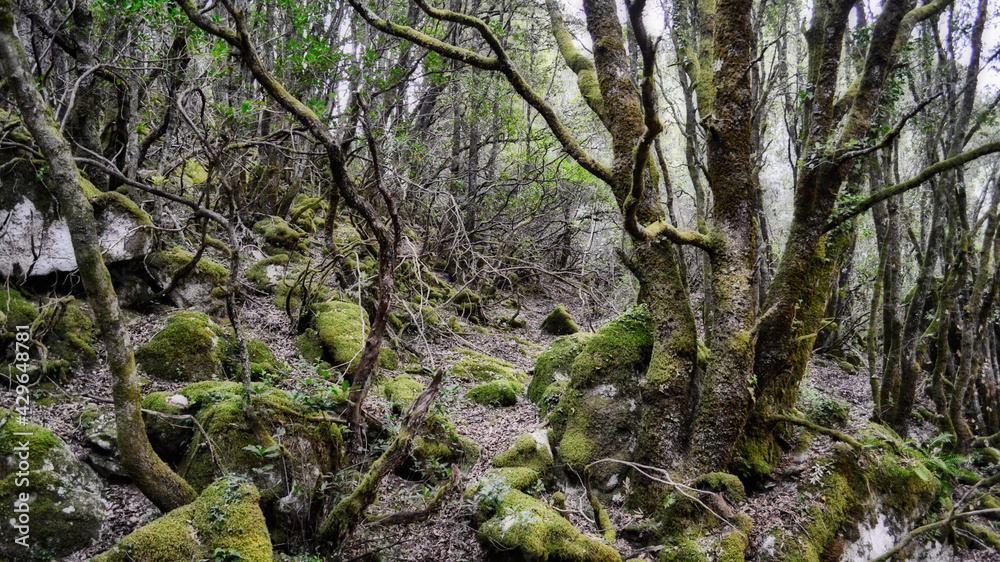 foret corse foret corse
