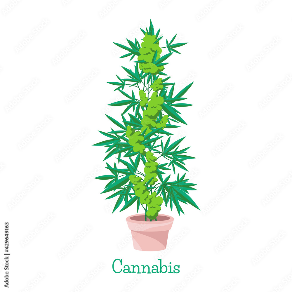 Hemp. Cannabis. Marijuana in pot. Growing plant. Gardening. Isolated illustration Hemp. Cannabis. Marijuana in pot. Growing plant. Gardening. Isolated illustration