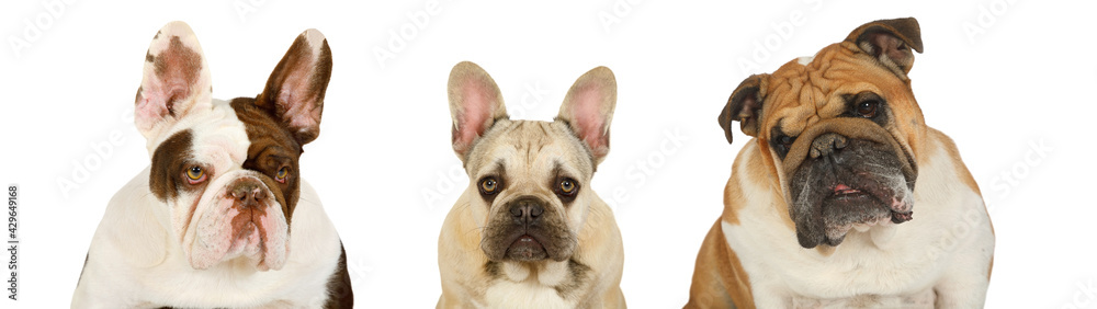 Portrait collage of three bulldogs