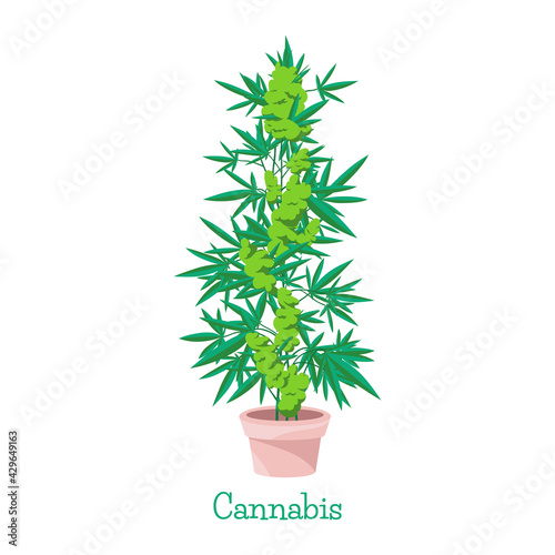 Hemp. Cannabis. Marijuana in pot. Growing plant. Gardening. Isolated illustration