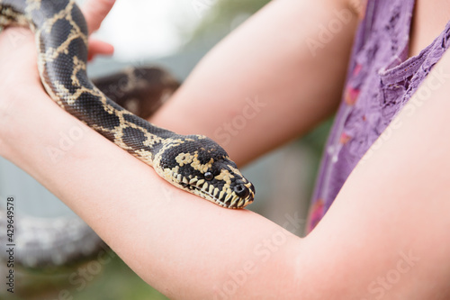 Close-up snake. Snake boa constrictor. Reptile exotic animal.