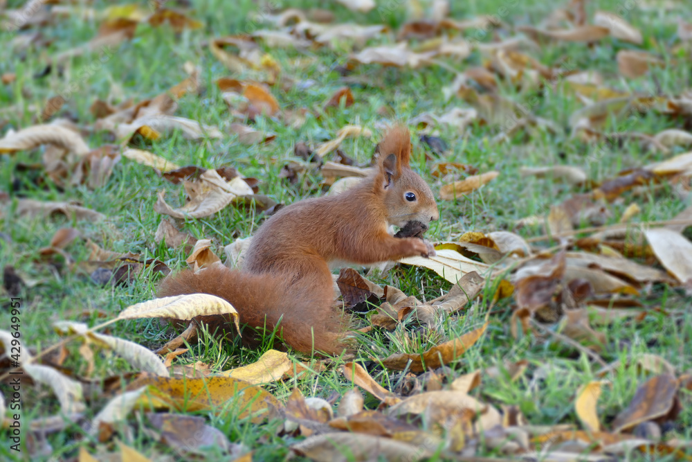 Squirrel sitting in grass and fallen leaves in Zurich, Switzerland Squirrel sitting in grass and fallen leaves in Zurich, Switzerland