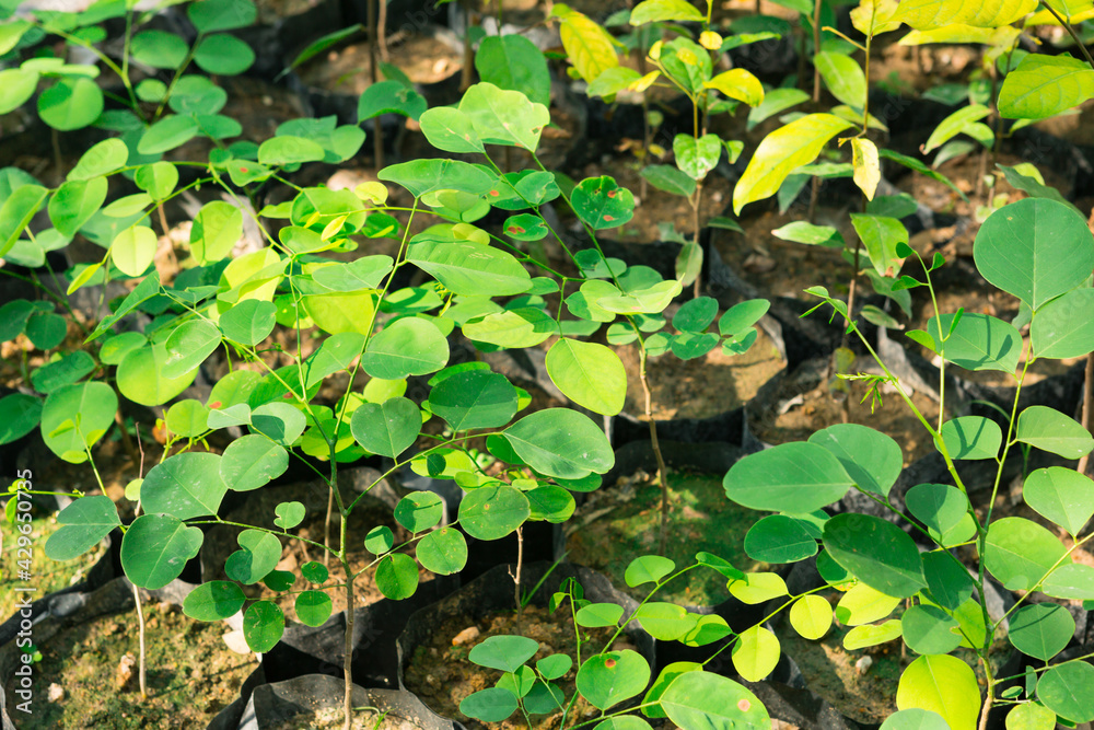 Siamese Rosewood sprout growth in the plant nursery of tropical forest in Asia Siamese Rosewood sprout growth in the plant nursery of tropical forest in Asia
