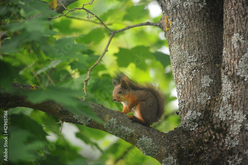 Finnish squirrel © Наиль Гатауллин
