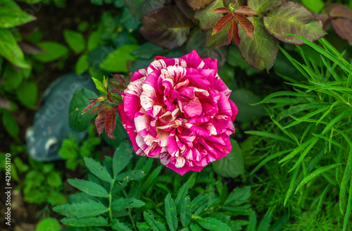 A large pink rose bud with white stripes in the garden in a flower bed