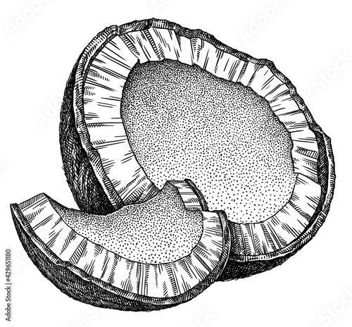 Engrave isolated coconut hand drawn graphic illustration