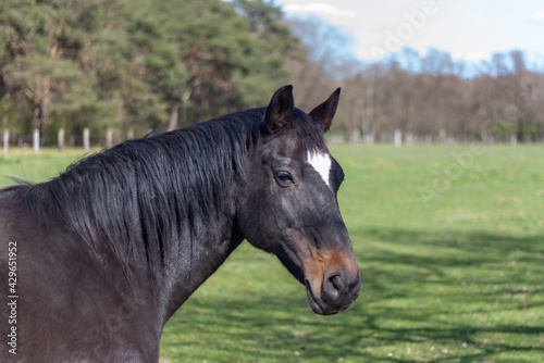 horse in the field with a cool look