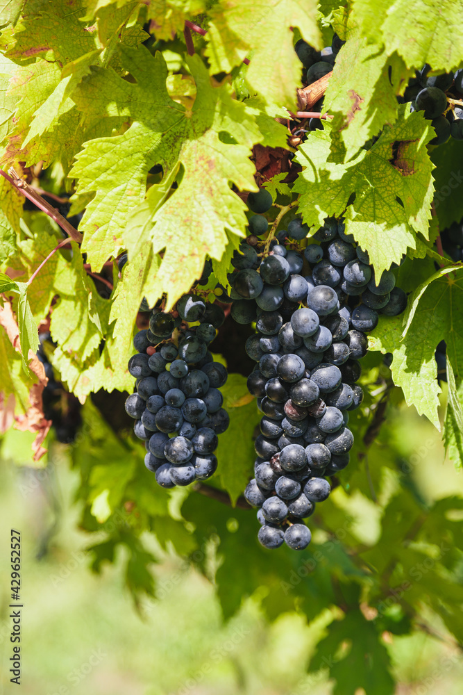 Large bunches of red wine grapes hang from an old vine in warm afternoon light. Vineyard in the Marche region, Italy. Autumn harvest