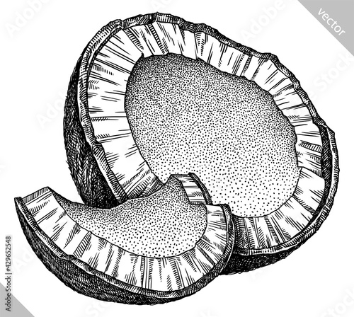 Engrave isolated coconut hand drawn graphic vector illustration