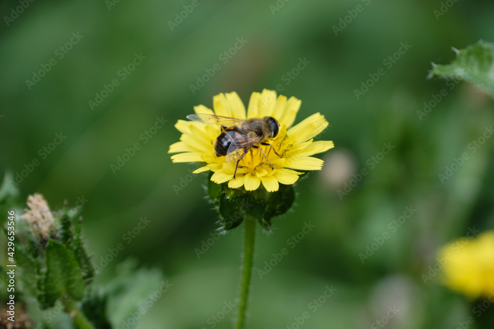 Abeille sur un pissenlit . Abeille sur un pissenlit .