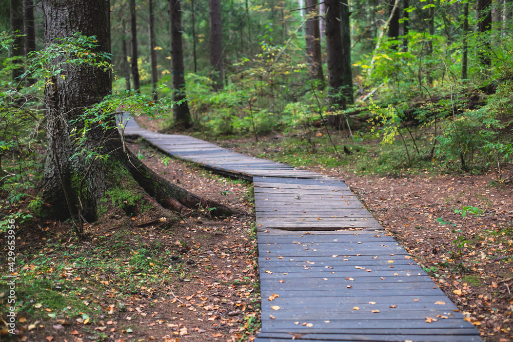 Obraz premium Eco path wooden walkway in Komarovo Shore, Komarovsky Bereg Natural Monument ecological trail path - route walkways laid in the forest, in Kurortny District of St. Petersburg, Russia