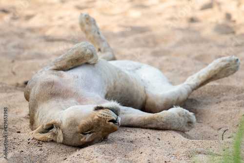 Female Lion seen relaxing in a sandy riverbed on a safari in South Africa