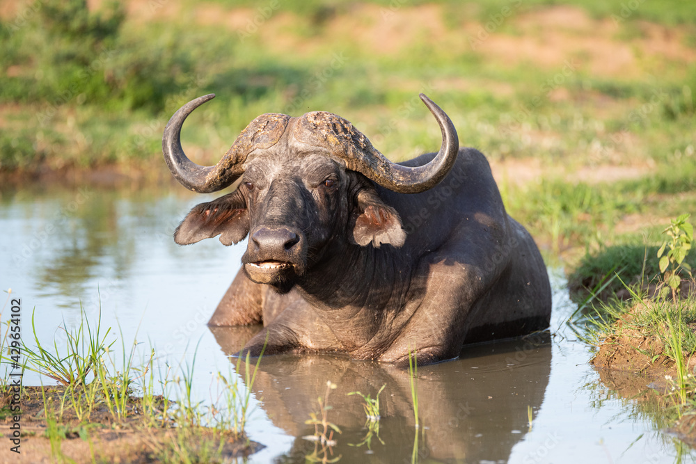 Fototapeta premium Cape Buffalo seen on a safari in South Africa