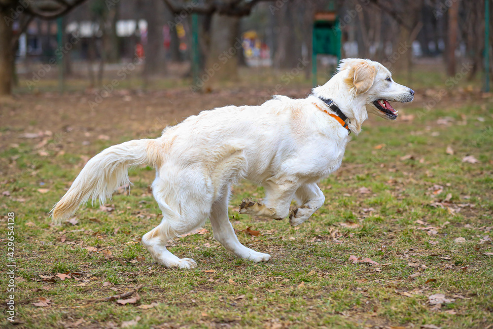 A beautiful Golden Retriever dog is play in the grass A beautiful Golden Retriever dog is play in the grass