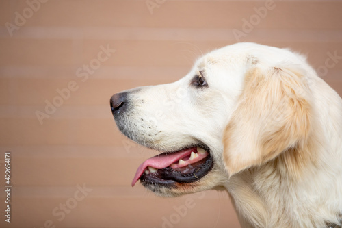 A beautiful Golden Retriever dog poses for portrait