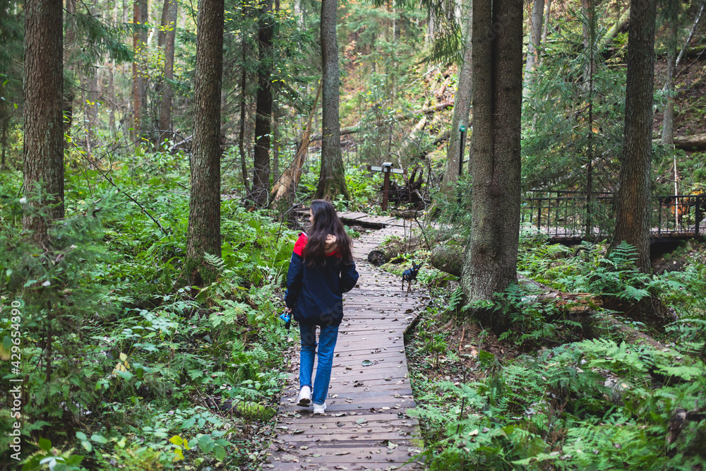 Fototapeta premium Eco path wooden walkway in Komarovo Shore, Komarovsky Bereg Natural Monument ecological trail path - route walkways laid in the forest, in Kurortny District of St. Petersburg, Russia