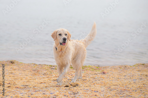Golden retriever dog poses on the beach