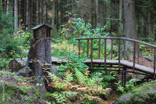 Eco path wooden walkway in Komarovo Shore  Komarovsky Bereg Natural Monument ecological trail path - route walkways laid in the forest  in Kurortny District of St. Petersburg  Russia