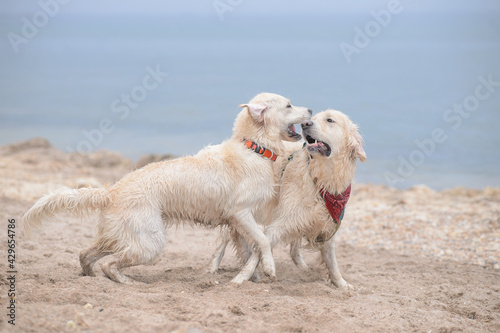 Two Golden Retriever dogs are playing on the beach