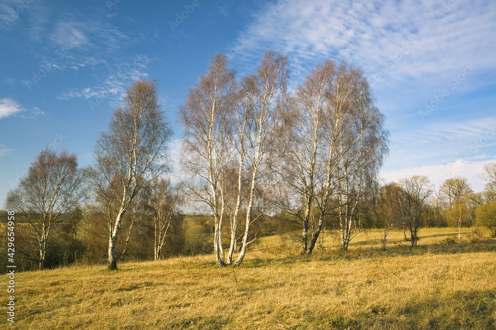 Silver Birch Trees with a dramatic Blue Sky on a Sunny Day, County Durham, England, UK. Silver Birch Trees with a dramatic Blue Sky on a Sunny Day, County Durham, England, UK.