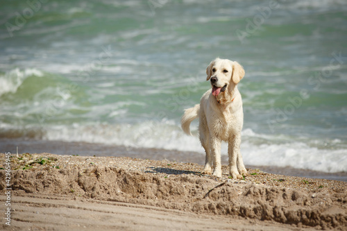 Golden retriever dog poses on the beach