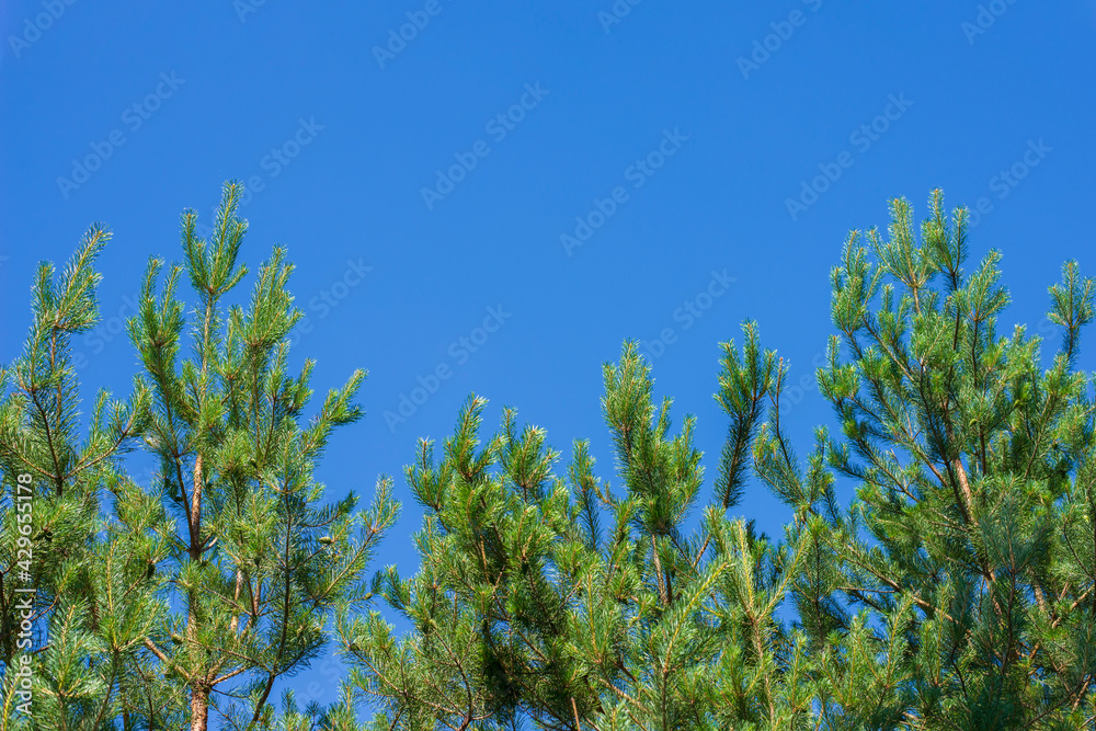 Spring pine forest. Bright contrasting natural background is a combination of blue sky and green trees. Copy space for text