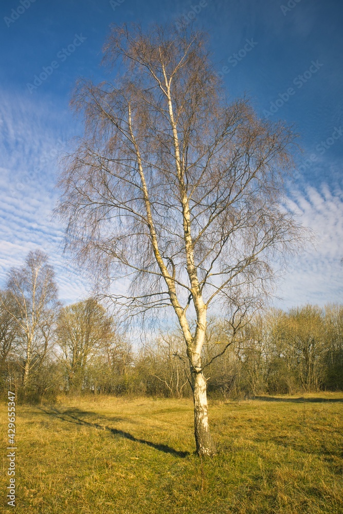 Silver Birch Tree with a Blue Sky on a Sunny Day, County Durham, England, UK. Silver Birch Tree with a Blue Sky on a Sunny Day, County Durham, England, UK.