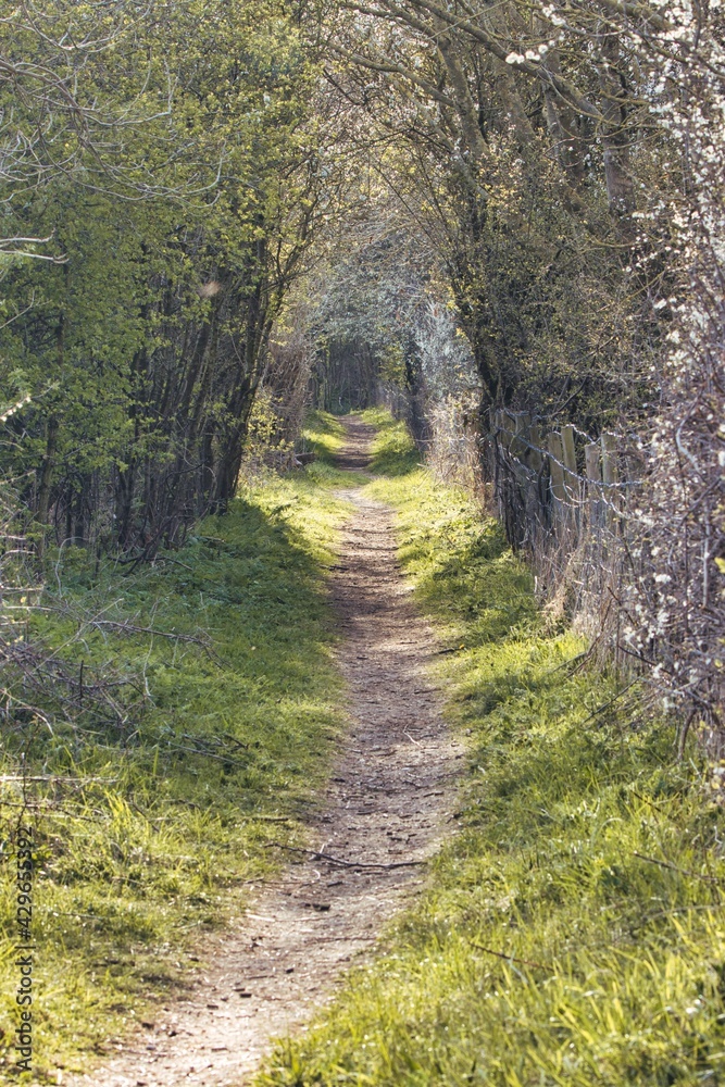 Obraz premium A Footpath leading through a Tunnel of Trees in a Nature Reserve, County Durham, England, UK.