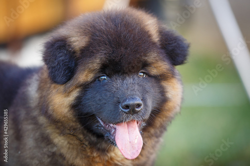 A beautiful American Akita puppy is playing in the grass