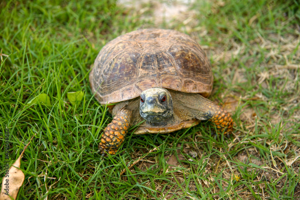 Common Land Box Turtle that can be found throughout the Southwest of the USA Common Land Box Turtle that can be found throughout the Southwest of the USA