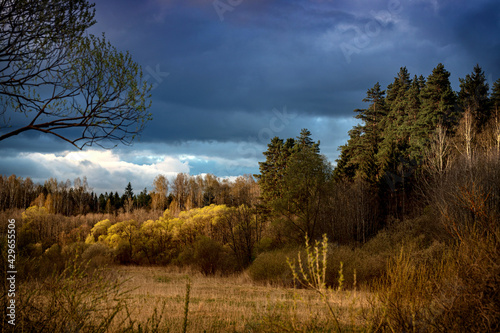 Dense colorful forest with cloudy dramatic sky in golden sunrise.