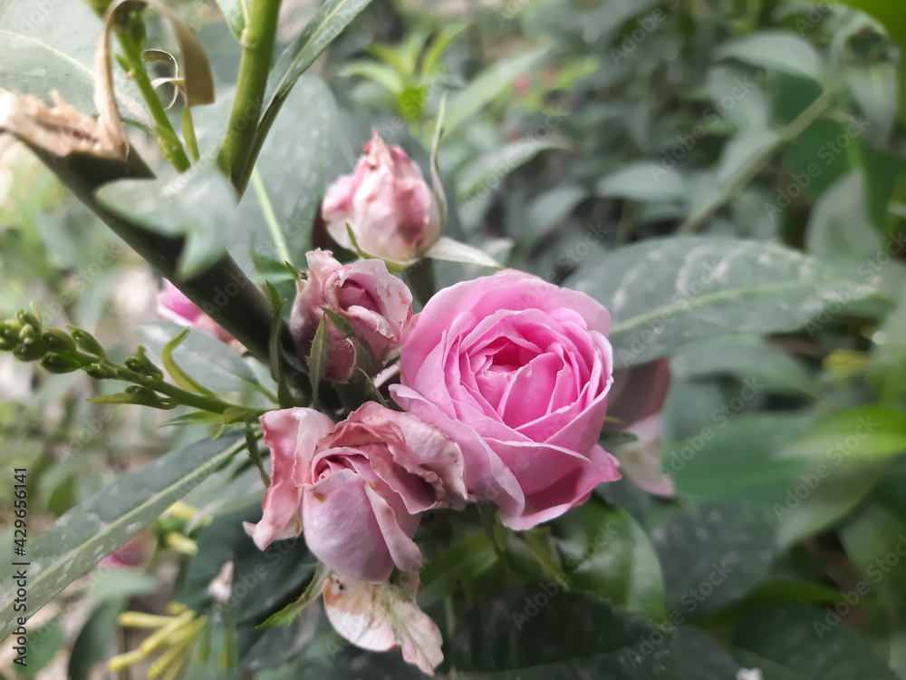 pink roses in garden beautifull Natural colour closeup beauty 