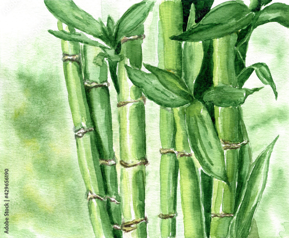 Fototapeta premium Pianta di bambù ad acquerello