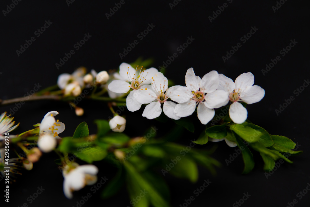 Obraz premium spring flowers on a black background