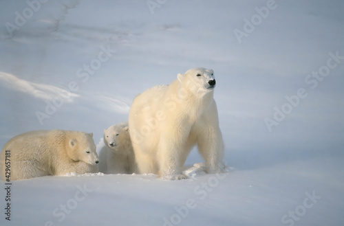 polar bear with her cubs after snow fall