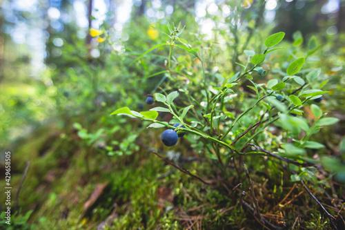 Process of collecting and picking berries in the forest of northern Sweden, Lapland, Norrbotten, near Norway border, girl picking cranberry, lingonberry, cloudberry, blueberry, bilberry and others
