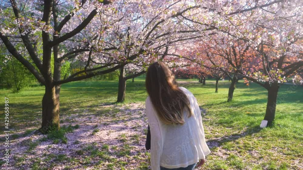Young woman with long hair enjoys spring garden in bloom. Girl walking in Japanese Garden with blooming trees. Slow motion girl touching with hand playfully blossoms sakura flower. Dreamy Soft Focus. Young woman with long hair enjoys spring garden in bloom. Girl walking in Japanese Garden with blooming trees. Slow motion girl touching with hand playfully blossoms sakura flower. Dreamy Soft Focus.