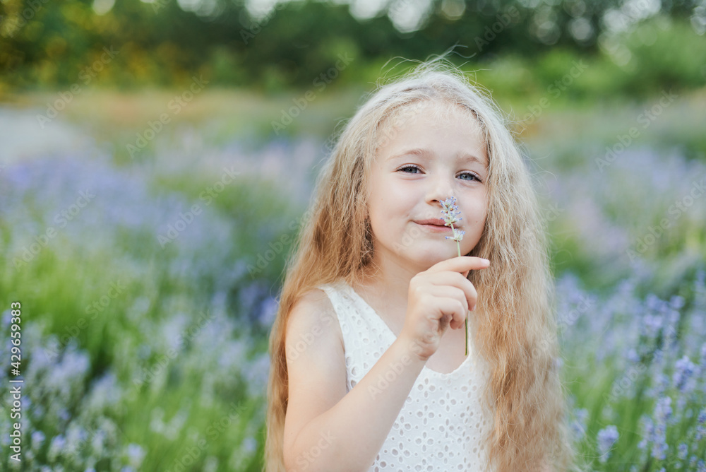 Little girl in lavender field. kids fantasy. Smiling girl sniffing flowers in summer purple lavender field. Little girl in lavender field. kids fantasy. Smiling girl sniffing flowers in summer purple lavender field.