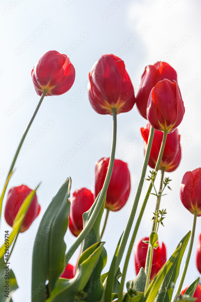 red tulips isolated on white red tulips isolated on white