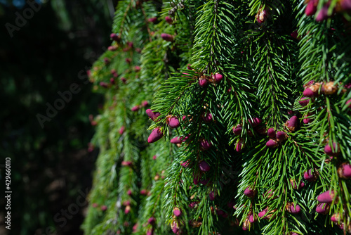 evergreen tree of Picea abies nature botany wood