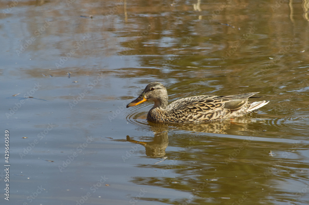A Female Mallard in the Water A Female Mallard in the Water