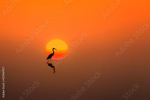 swan on sunset