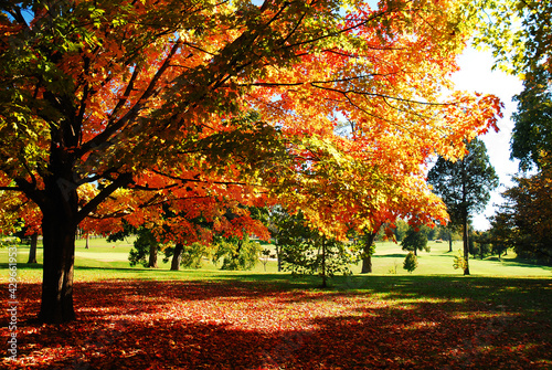 Trees shows a Brilliant Autumn Hue