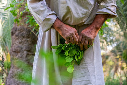 Saudi Farmer  photo