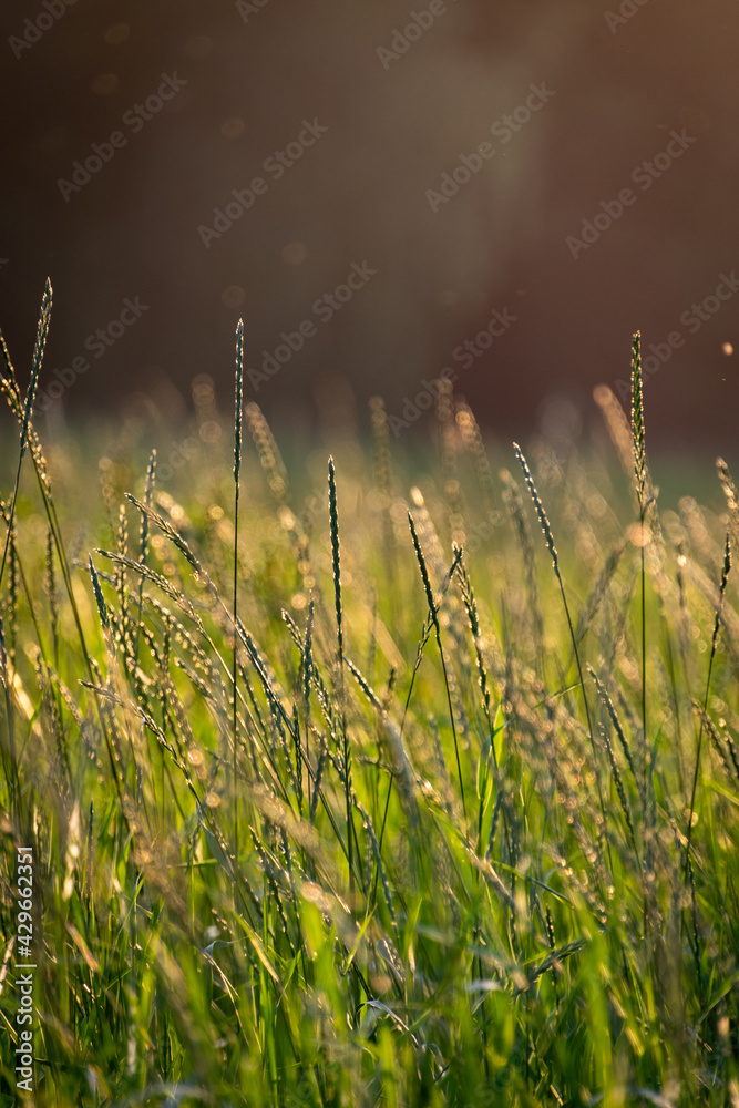 Beautiful grass in summer in sunlight, sunset.