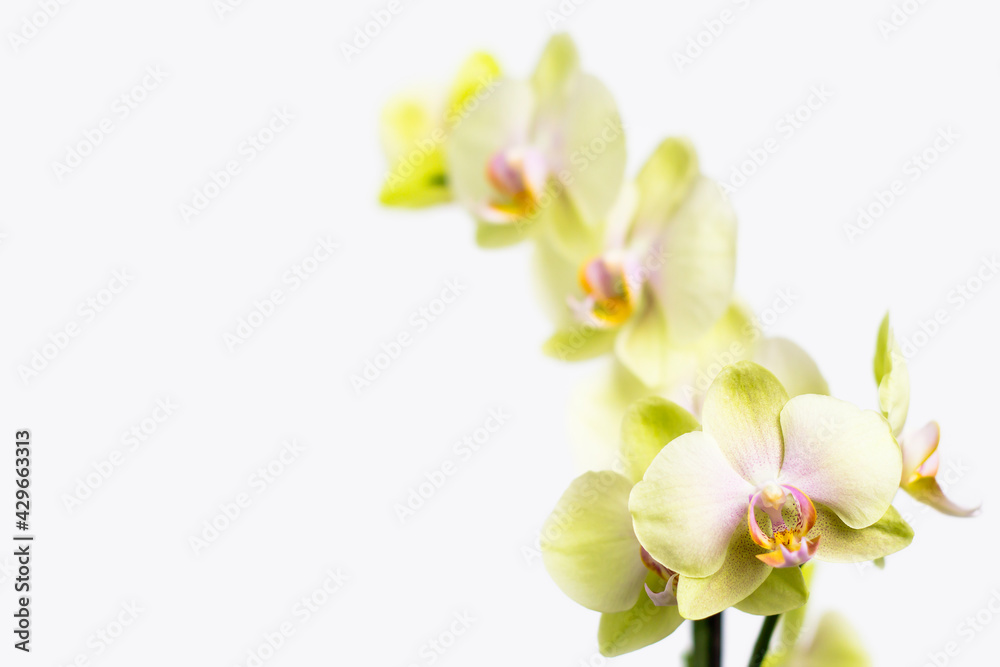 Yellow orchid flowers on a light background. Yellow orchid flowers on a light background.