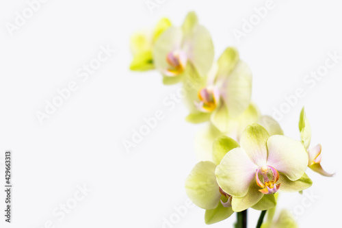 Yellow orchid flowers on a light background.