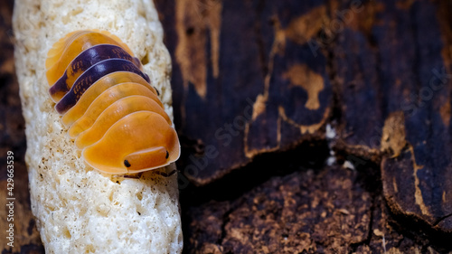 Fotografie Isopod - Cubaris amber ducky, On the bark in the deep forest, macro shot isopods